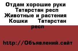 Отдам хорошие руки - Татарстан респ. Животные и растения » Кошки   . Татарстан респ.